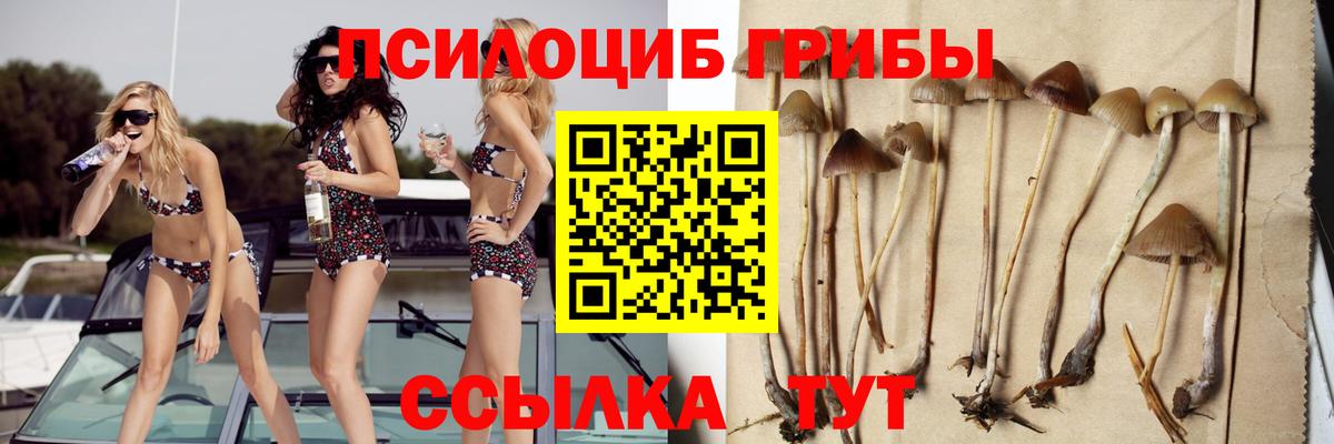 Галлюциногенные грибы Psilocybe  закладки  Алексин  Вход с VPN 